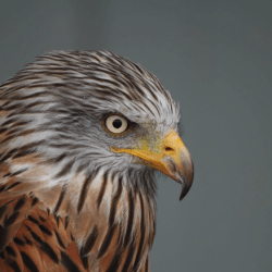 WildFalcon