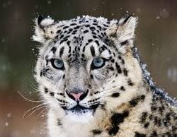snowleopard