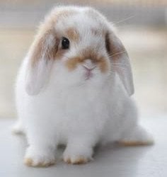 Cyberbunny