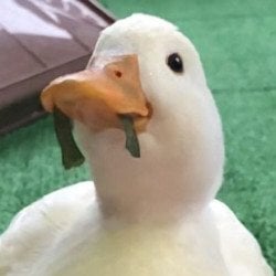 duckfunk